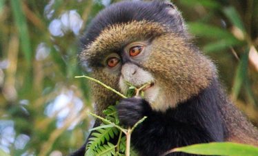 5DAYS RWANDA PRIMATE ENCOUNTER