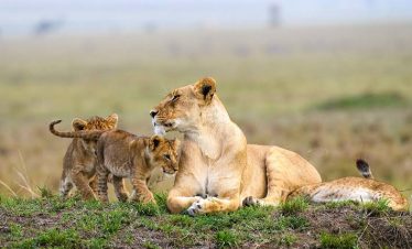 8DAYS MASAI MARA GREAT MIGRATION  SAFARI EXPERIENCE