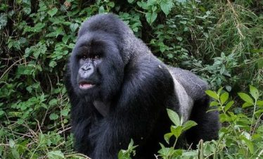 7DAYS EXCLUSIVE GORILLA TREKKING SAFARI EXPERIENCE