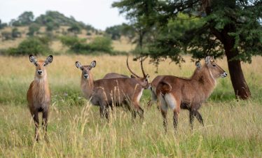 10 DAYS EXCLUSIVE SAFARI EXPERIENCE