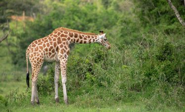 10 DAYS ADVENTURE AND SAFARI EXPERIENCE