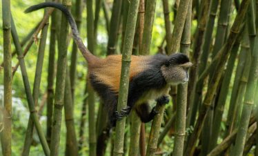 15 DAYS BIG FIVE & PRIMATE ADVENTURE