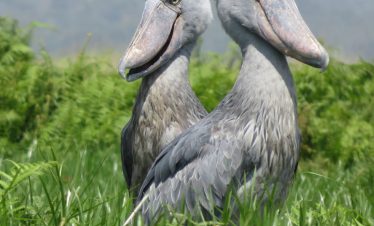 4 DAYS SHOEBILL STORK EXPERIENCE