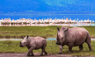 5 DAYS NORTHERN TANZANIA  SAFARI EXPERIENCE