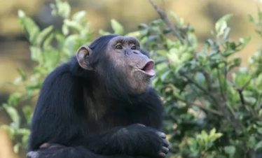 4DAYS EXCLUSIVE GORILLA TREKKING SAFARI EXPERIENCE