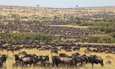 12 DAYS CLASSIC HIGHLIGHTS OF KENYA AND TANZANIA SAFARI EXPERIENCE