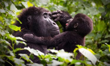 8 DAYS PRIMATES ENCOUNTER