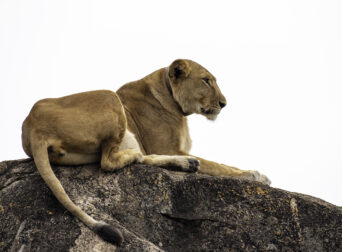 Kidepo game drive