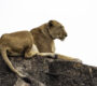 Kidepo game drive
