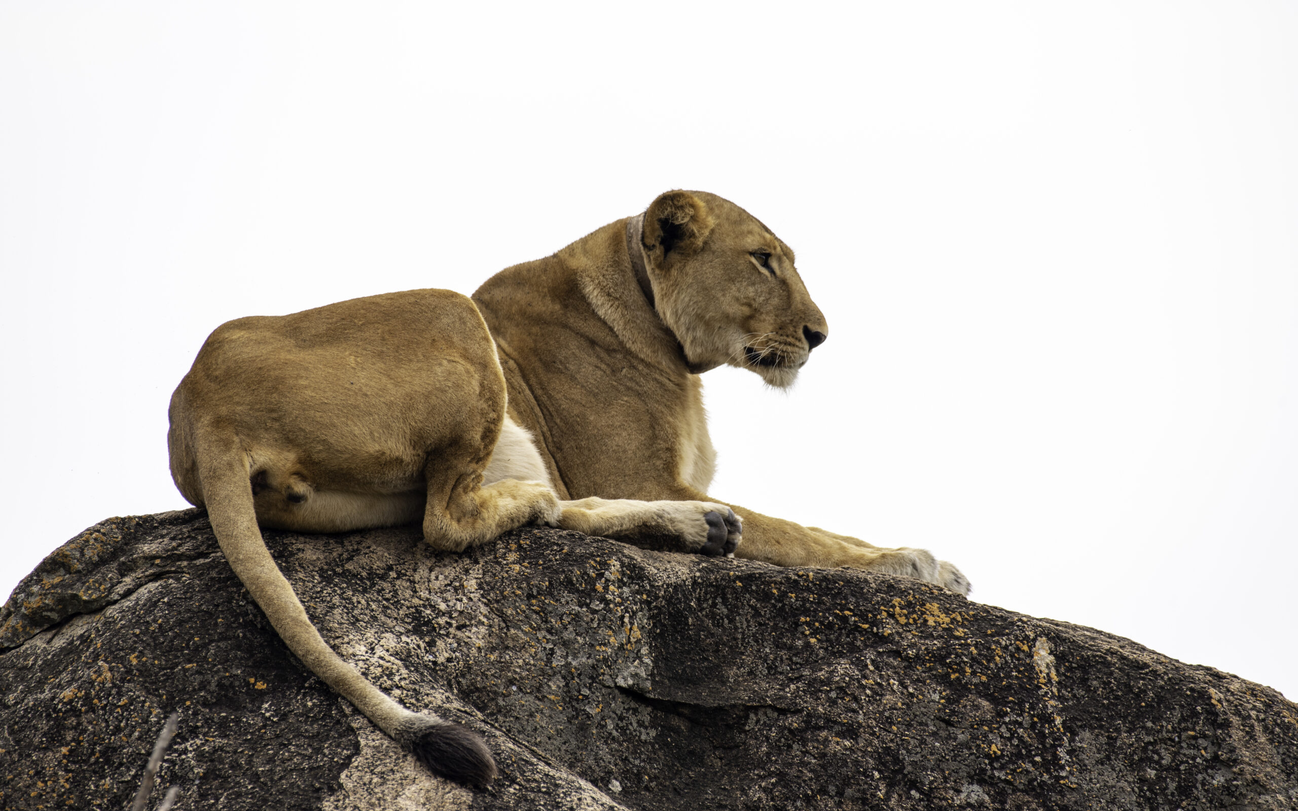 Kidepo game drive