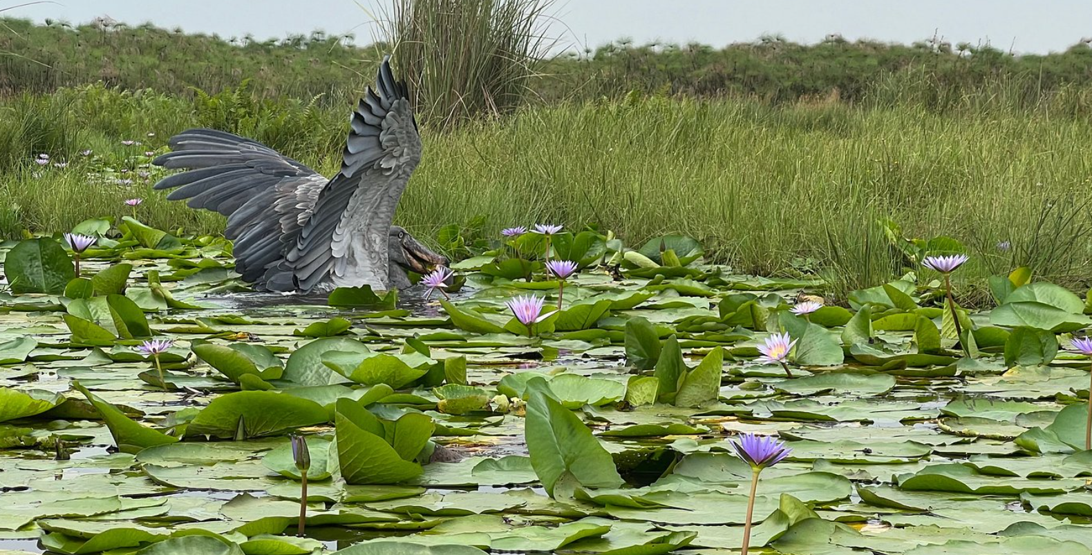 Bird watching uganda